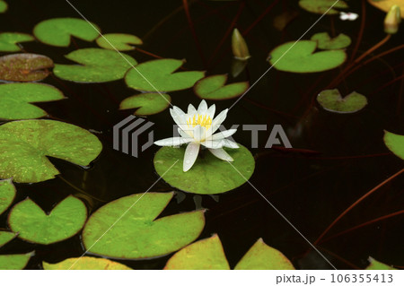 Water Lily Flower and Leaves on the Pond 106355413