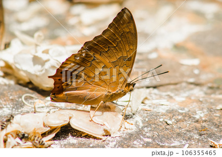close up of a brown butterfly 106355465