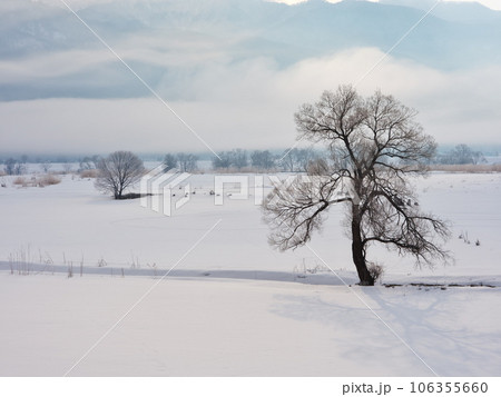 朝霧立ち込める千曲川の雪原に佇む樹 朝霧立ち込める千曲川の雪原に佇む樹 106355660