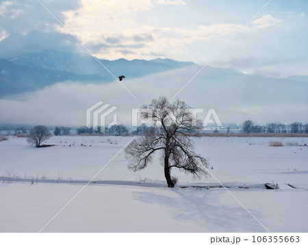 朝霧立ち込める千曲川の雪原に佇む樹 106355663