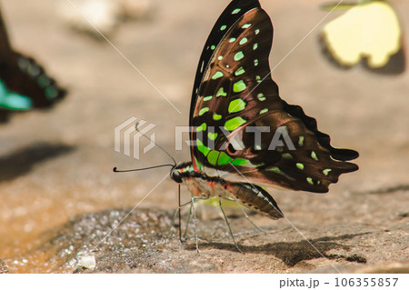 The Tailed Green Jay Butterfly Butterfly has black wings. and has green and white spots all over the wings 106355857