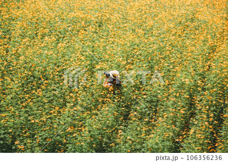 キバナコスモスとカメラを構える女性 106356236