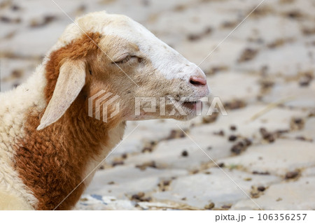 Close up head baby Sheep is rest Close up head baby Sheep is rest 106356257