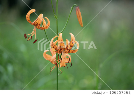 草原に咲く鮮やかなオレンジのコオニユリ 草原に咲く鮮やかなオレンジのコオニユリ 106357362