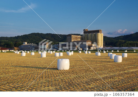 白いカバーに包まれた沢山の藁ロールが並んでいる大型圃場の風景 106357364