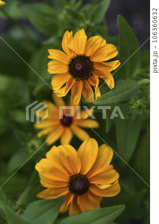 Rudbeckia laciniata. Yellow-red flowers on a green bush. Summer garden. 106360632