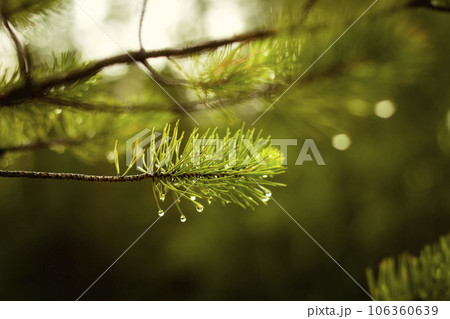 wet pine branch after the rain 106360639