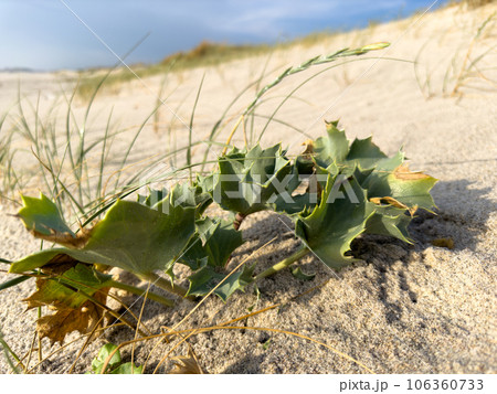 Sea holly or seaside eryngo Sea holly or seaside eryngo 106360733