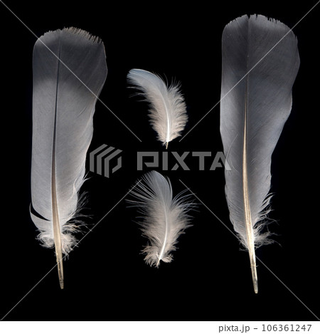 White and grey feathers 106361247