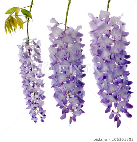 Wisteria flowers 106361303