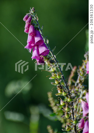 Cluster of pink tubular flowers 106361330