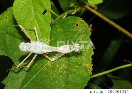 カマキリの抜け殻 カマキリの抜け殻 106361354