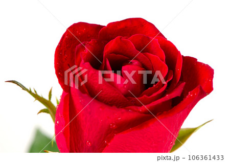 Beatiful red rose Beatiful red rose 106361433