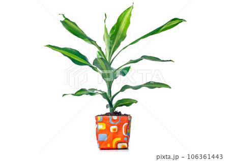 Houseplant 106361443