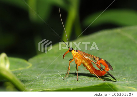 ヤマトシリアゲ（夏型・オス） 106361507