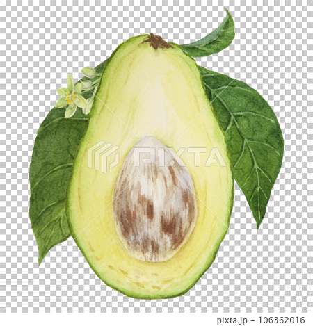 Avocado half watercolor hand drawn realistic illustration. Green and fresh art of salad, sauce, guacamole, smoothie ingredient. For textile, menu, cards, paper, package design 106362016