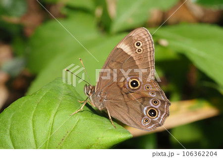 クロヒカゲ 106362204