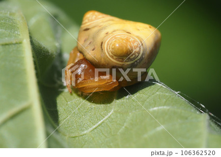 オオトリノフンダマシ(メス) オオトリノフンダマシ(メス) 106362520