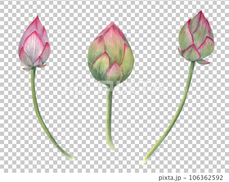 Lotus buds, green stems. Composition of pink water lily. Three bud