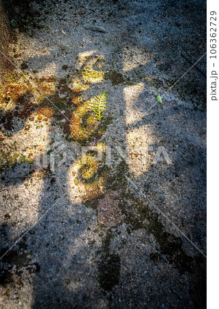 京都の夏、京都霊山護国神社、維新三傑・木戸孝允(桂小五郎)の墓前の道に夏の日差しと日陰 京都の夏、京都霊山護国神社、維新三傑・木戸孝允(桂小五郎)の墓前の道に夏の日差しと日陰 106362729