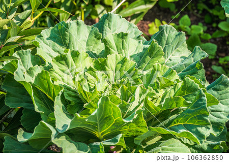 Close up of endless field with green leaves and purple veins of red cabbage plants. 106362850