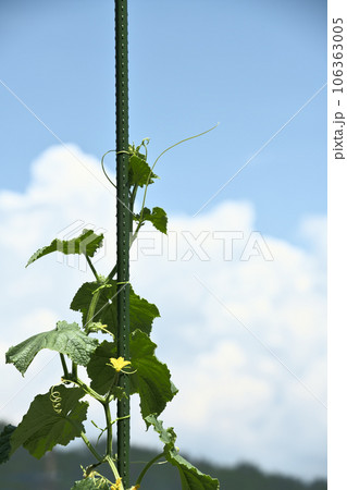 北杜市白州町、家庭菜園のキュウリと入道雲 北杜市白州町、家庭菜園のキュウリと入道雲 106363005