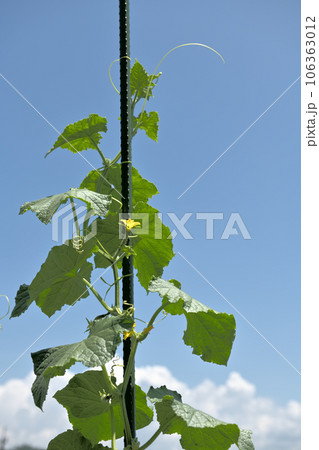 北杜市白州町、家庭菜園のキュウリと入道雲 北杜市白州町、家庭菜園のキュウリと入道雲 106363012