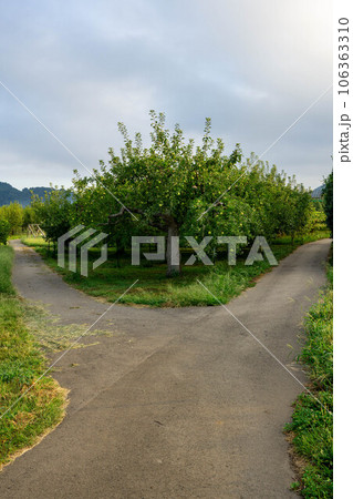 農道の分岐 農道の分岐 106363310