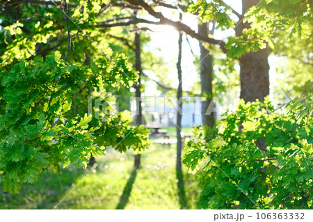 Beautiful natural background, close-up of tree branches against the background 106363332
