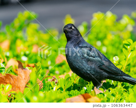 Close up shot of common grackle Close up shot of common grackle 106363447