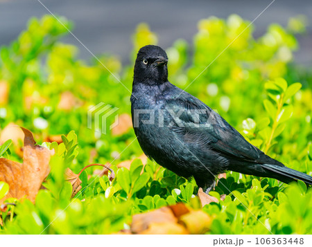 Close up shot of common grackle Close up shot of common grackle 106363448