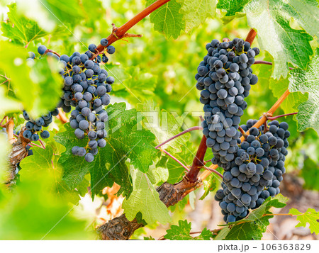 Close up shot of mature grapes hanging in winery Close up shot of mature grapes hanging in winery 106363829