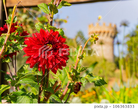 Close up shot of Dahlia pinnata blossom Close up shot of Dahlia pinnata blossom 106363833