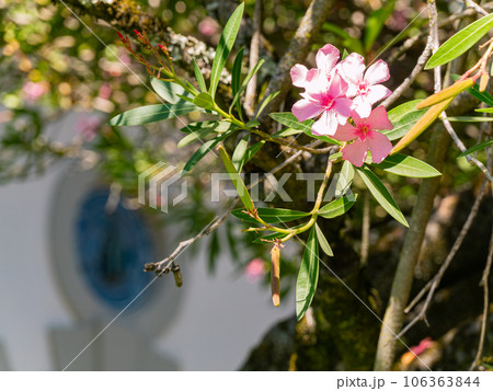 Close up shot of Nerium blossom Close up shot of Nerium blossom 106363844