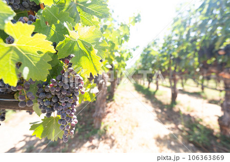 Close up shot of mature grapes hanging in winery Close up shot of mature grapes hanging in winery 106363869