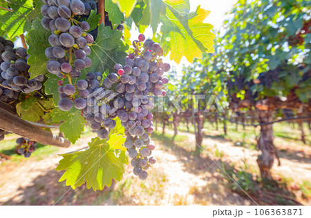 Close up shot of mature grapes hanging in winery 106363871