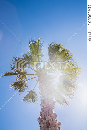 Palm tree 106363957