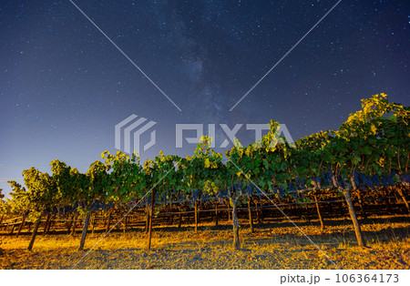 Night view with milky way sky with mature grapes hanging in winery 106364173