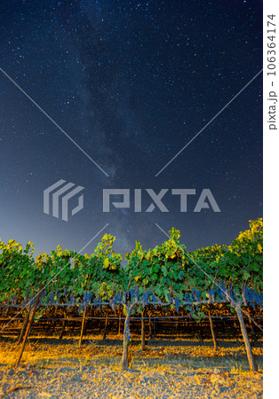 Night view with milky way sky with mature grapes hanging in winery 106364174