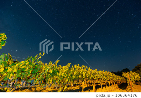 Night view with milky way sky with mature grapes hanging in winery Night view with milky way sky with mature grapes hanging in winery 106364176