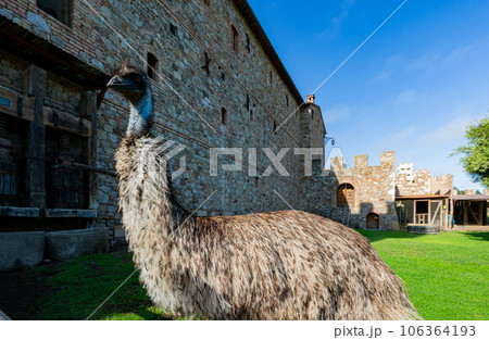Close up shot of Emu Close up shot of Emu 106364193