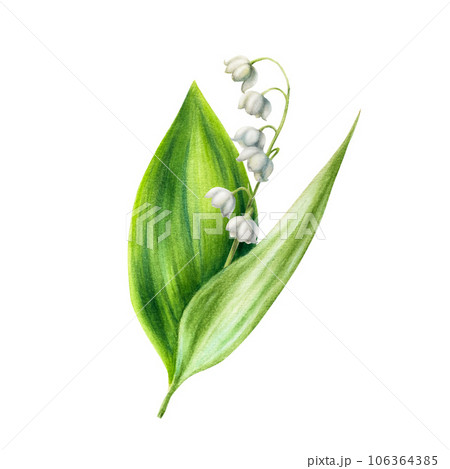 Watercolor lily of the valley flowers isolated on white background. Spring hand painted illustration. For designers, wedding, decoration, postcards, wrapping paper, scrapbooking, covers, invitations, 106364385