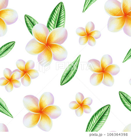 Watercolor seamless pattern with realistic tropical illustration of plumeria flowers with leaves isolated on white background. Beautiful botanical hand painted frangipani clip art. For designers, spa 106364398