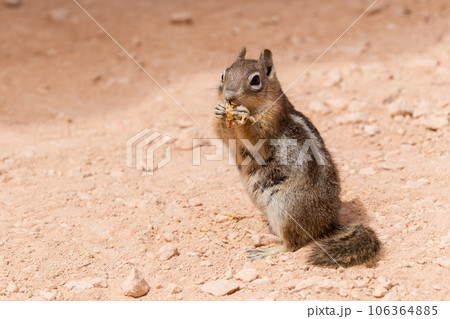 Eastern Chipmunk standing on a red ground in Bryce canyon national park, USA. Eastern Chipmunk standing on a red ground in Bryce canyon national park, USA. 106364885
