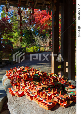 晩秋の古都鎌倉 紅葉の鎌倉宮(大塔宮) 手水舎の獅子頭守 晩秋の古都鎌倉 紅葉の鎌倉宮(大塔宮) 手水舎の獅子頭守 106365412