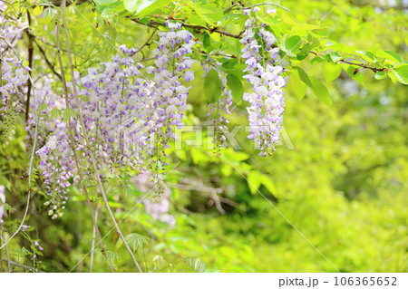 ヤマフジの花 106365652