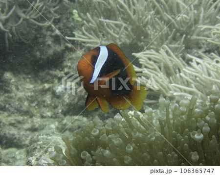 ハマクマノミ 106365747
