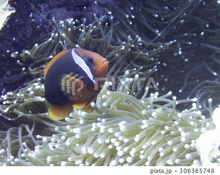 ハマクマノミ 106365748
