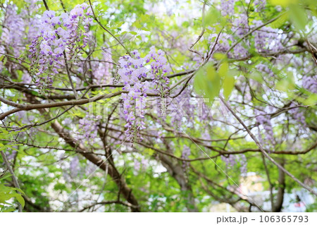 ヤマフジの花 ヤマフジの花 106365793