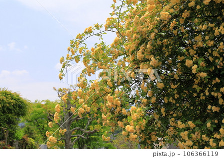 モッコウバラの花 106366119